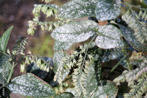 Powdery mildew caused by Golovinomyces asperifoliorum on green leaves of Prickly comfrey or Symphytum asperum photo