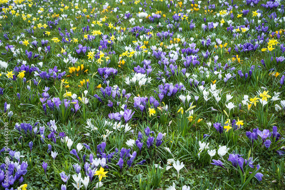 White and light blue crocus and daffodils covering a field like a carpet in springtime