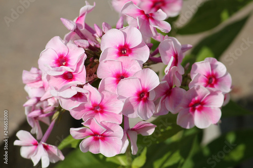 Pink flowers of Phlox paniculata or perennial garden phlox