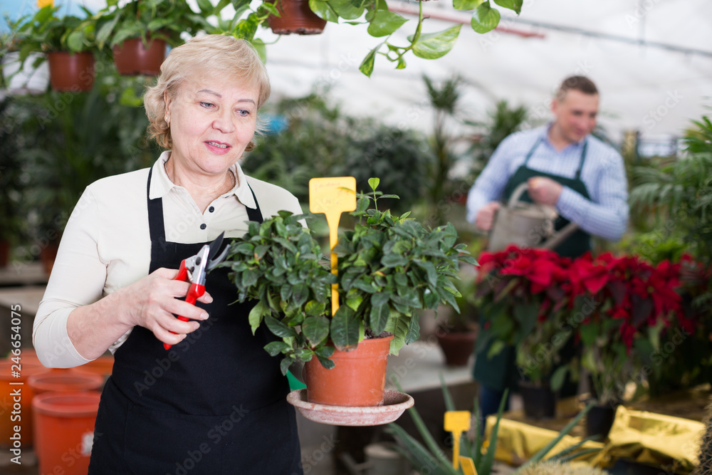 Adult woman is pruning blooming flowers on her work place