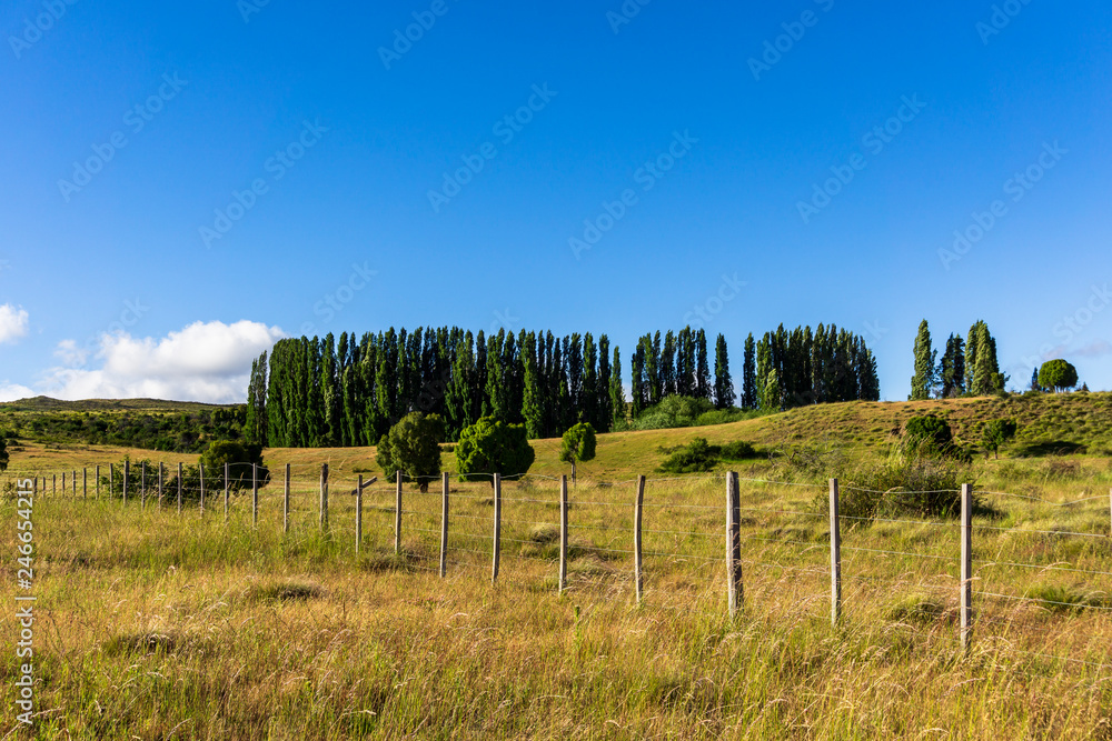 treelined in patagonia field