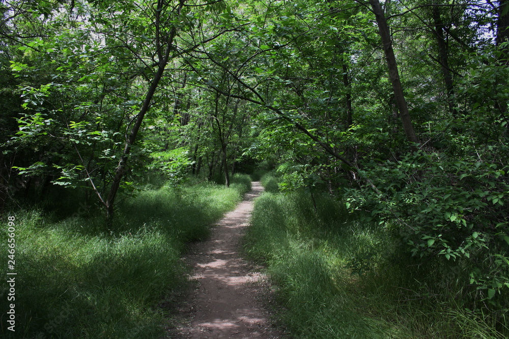 Naklejka premium Path through deciduous forest illuminated by sunlight through treetops
