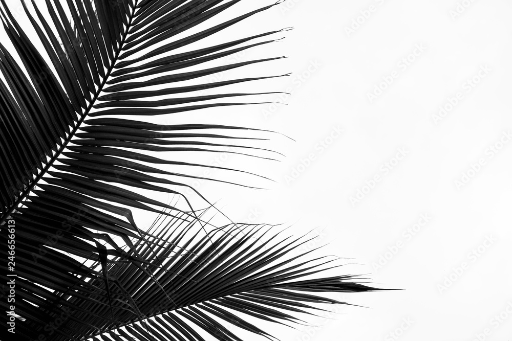 Fototapeta premium closeup palm leaves - monochrome