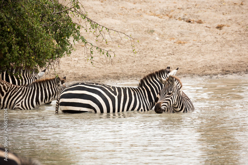 Zebra  Equus quagga 