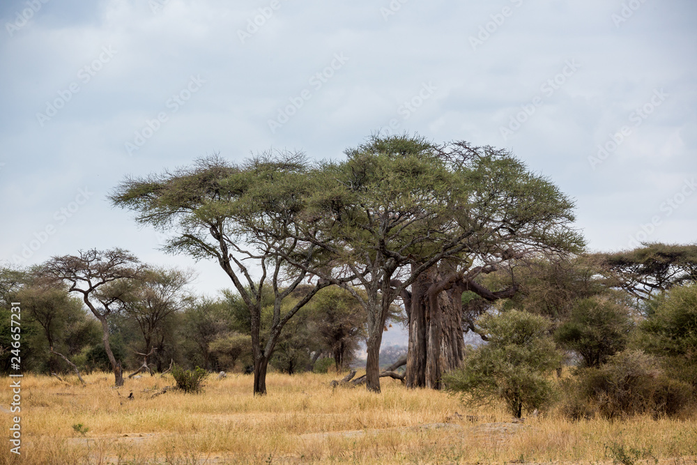Steppe - Nationalpark - Tansania