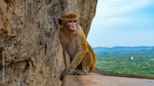 Portrait Of The Monkey On The Rock Fence