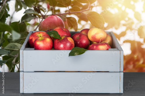 Red apples in wooden box on...