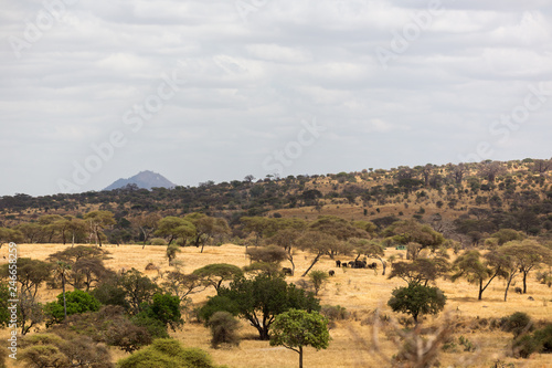 Steppe - Nationalpark - Tansania © EinBlick