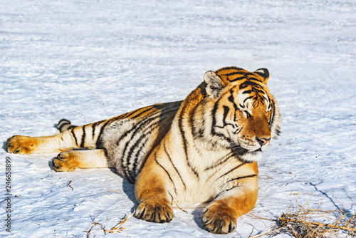 Fototapeta Naklejka Na Ścianę i Meble -  Tiger on the snow at sunny winter day.
