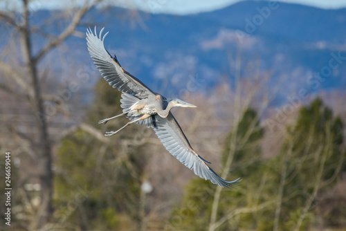 Great Blue Heron Wading in Shallow Water