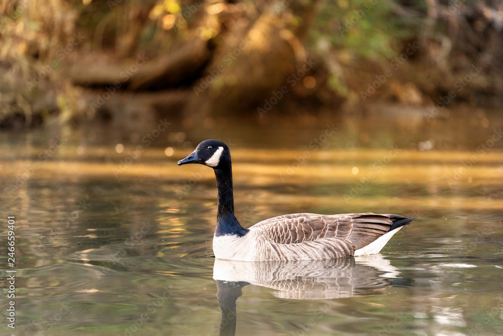 Fototapeta premium goose in water