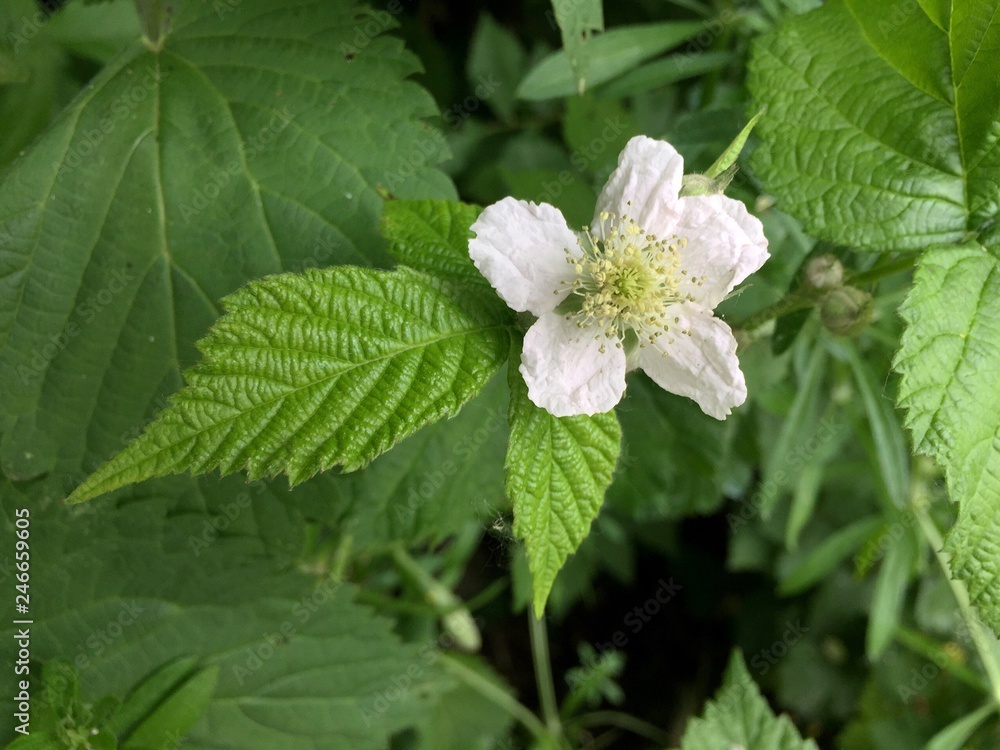 white flower white flower