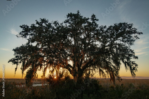 Wallpaper Mural Live oak at sunset in Kissimmee Prairie Torontodigital.ca