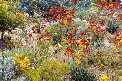 Colorful blooming flowers in Perth botanical garden with its collection of Western Australia