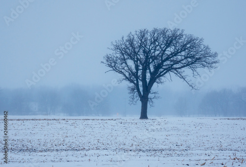 Lone Tree in Mist