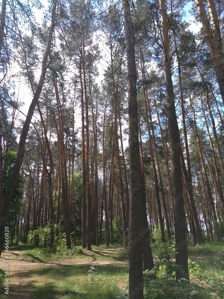 Fototapeta premium Pines