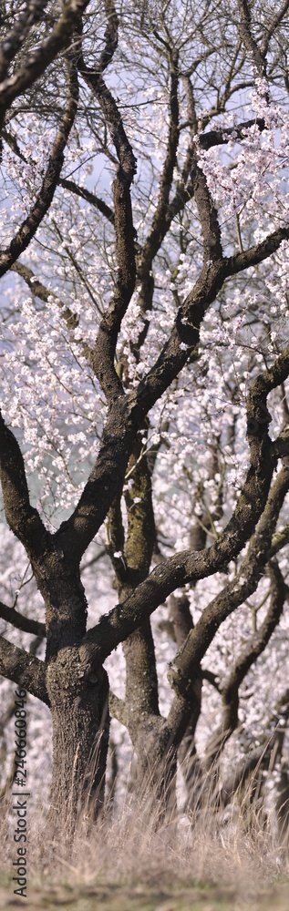 an avenue of trees in blossom an avenue of trees in blossom