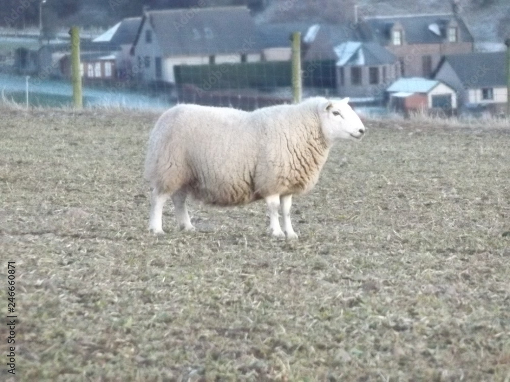 sheep in field sheep in field
