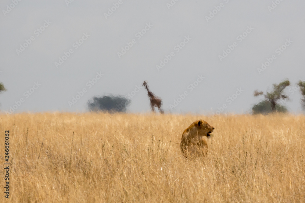 Löwe (Panthera leo) Löwe (Panthera leo)