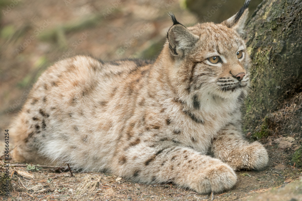 A young lynx is attentively in the forest A young lynx is attentively in the forest