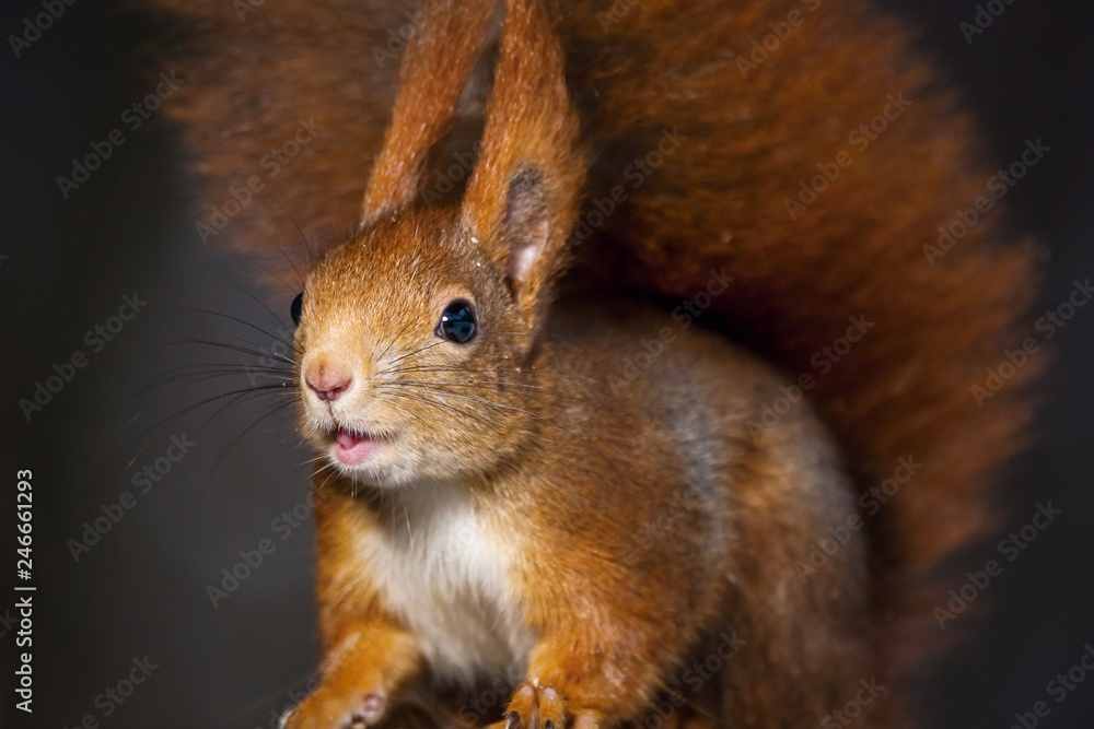 Red squirrel, Sciurus vulgaris, Cute arboreal, omnivorous rodent . Portrait of eurasian squirrel with blurred dark background. Red squirrel, Sciurus vulgaris, Cute arboreal, omnivorous rodent . Portrait of eurasian squirrel with blurred dark background.