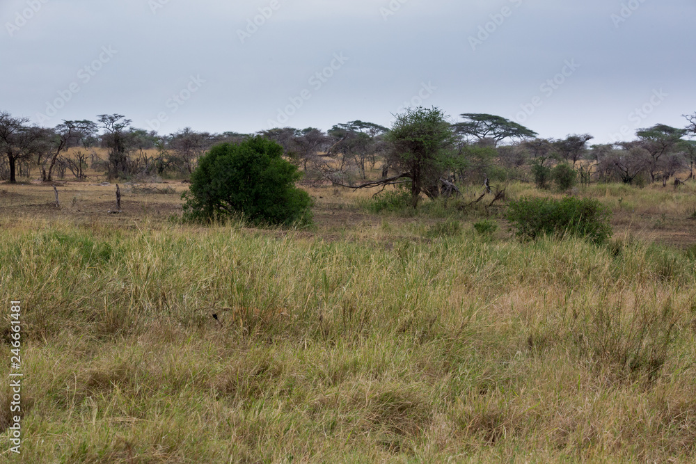 Ngorongorokrater – Nationalpark - Tansania Ngorongorokrater – Nationalpark - Tansania