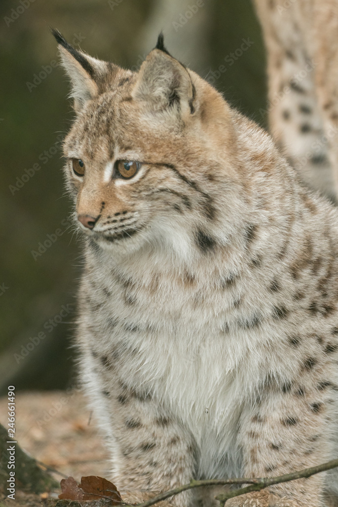 A young lynx is attentively in the forest A young lynx is attentively in the forest