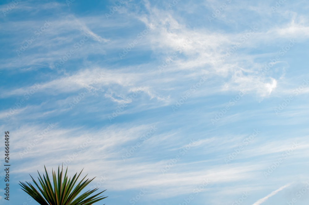 Obraz premium Yucca Sky