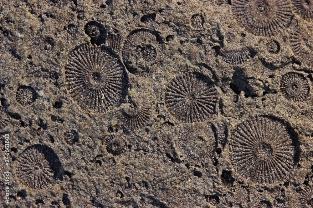 Fossile Crinoiden (Trochiten) aus dem Oberdevon, Makro