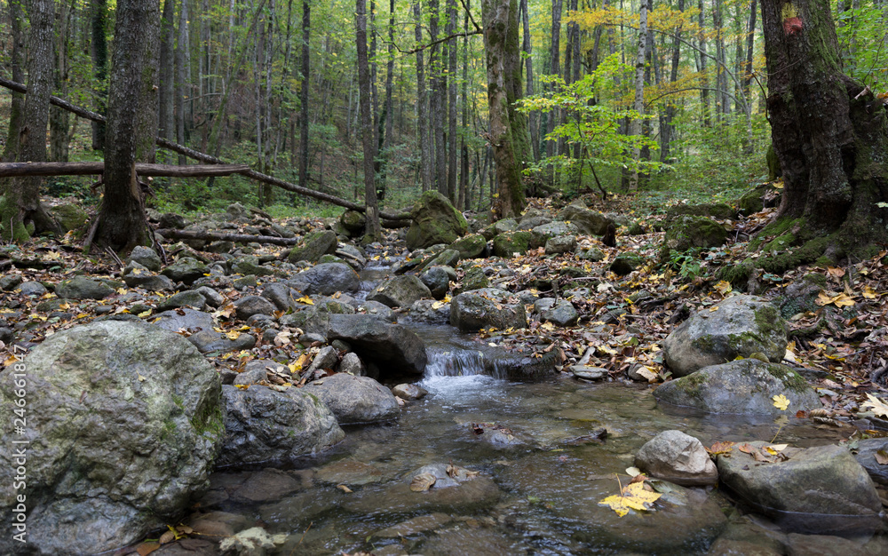 Creek in the autumn mountain forest. Autumn landscape. Creek in the autumn mountain forest. Autumn landscape.