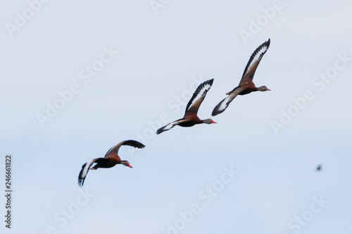 Three Black-bellied Whistling-Ducks (DENDROCYGNA autumnalis) with predator in background