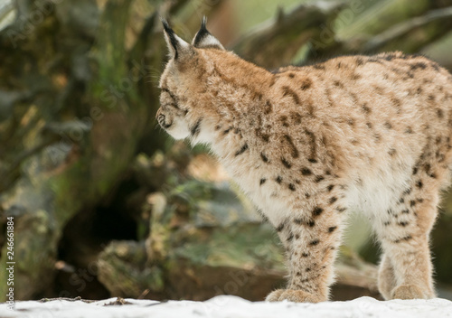 A young lynx is attentively in the forest