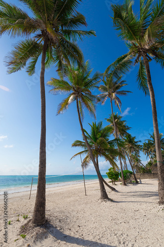 Fototapeta Naklejka Na Ścianę i Meble -  Zanzibar, landscape sea, palms beach
