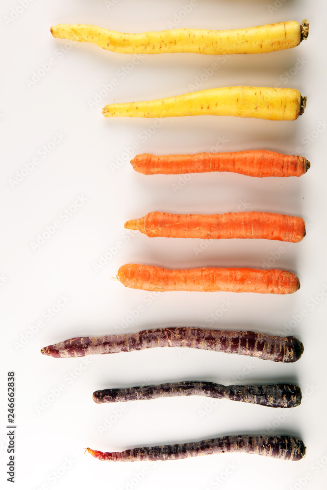 pile of carrots. Crate of mixed fresh harvested colorful carrot. pile of carrots. Crate of mixed fresh harvested colorful carrot.