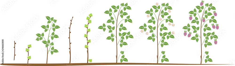 Two year life cycle of raspberry isolated on white background. Growth ...