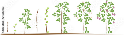 Two year life cycle of raspberry isolated on white background. Growth stages from propagule (stem cutting) to scrub with harvest of red berries