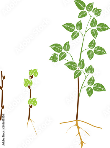 Raspberry vegetative reproduction scheme. Growth stages from propagule (stem cutting) to first year cane (primocane) of raspberry plant