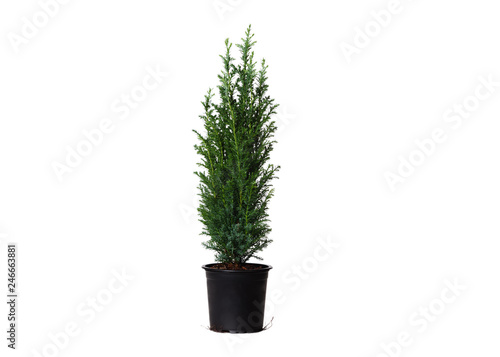 Young cypress isolated on white background. Chamaecyparis in the black pot, common names cypress or false cypress.