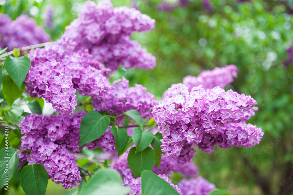 Spring bright background with lilac branches in green garden Spring bright background with lilac branches in green garden