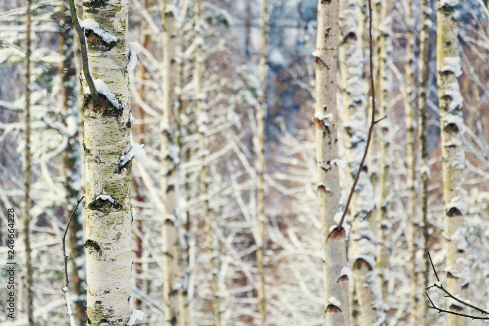 Birch tree trunks peaceful background, sunny winter day, snowy landscape, copy space Birch tree trunks peaceful background, sunny winter day, snowy landscape, copy space