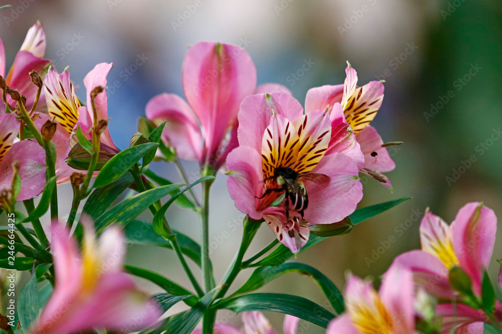 Obraz premium Bee on Wild Alstroemeria 1