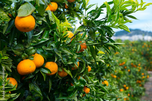 Ripe mandarin oranges on trees