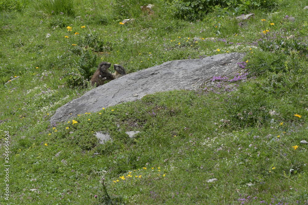 Marmots in the swiss alps Marmots in the swiss alps