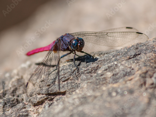 Ayutthaya,Thailand - one of the most amazing things about Thailand is the huge amount of wildlife, which can be spot not only in the countryside, but even in the big cities