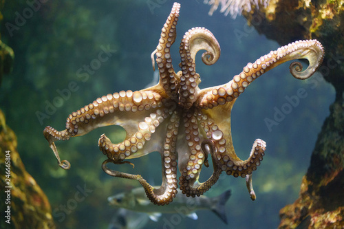 Swimming octopus image. Underwater world is colorful and soft.