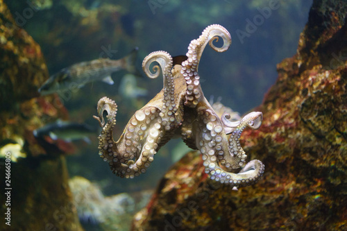 Bilde på lerret Swimming octopus image. Underwater world is colorful and soft.