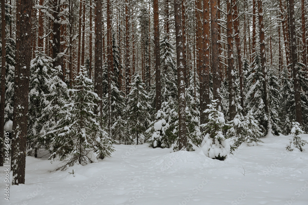 Fototapeta premium Winter in the wildwood.