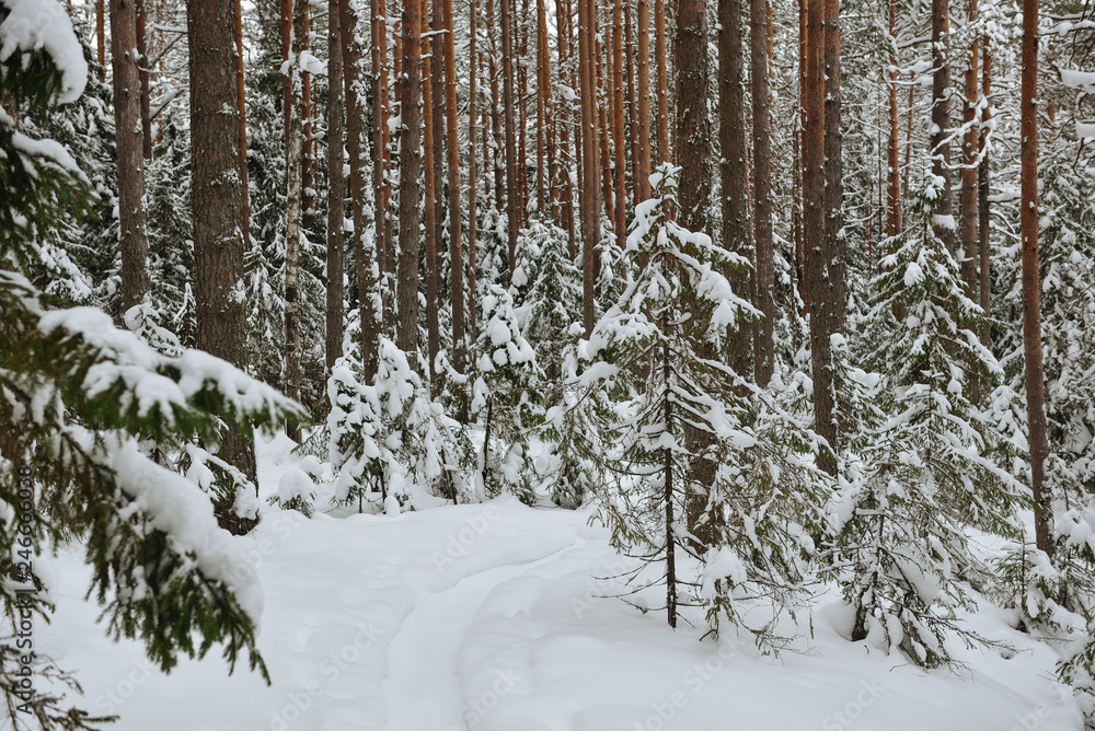 Fototapeta premium Winter in the wildwood.