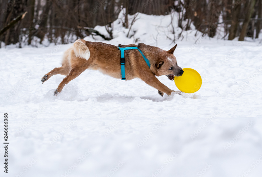 Red dog on the snow catches a bright yellow disk