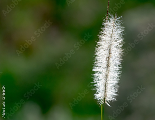Close up of a white bristle flowering stem of wild grass in Ecuador.